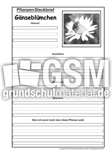 Pflanzensteckbrief-Gänseblümchen-SW.pdf